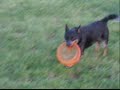 Speck plays Disc Speck plays Disc