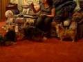 4 Norwich Terriers - Take 2