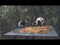 Monkeyland DVD: Lemurs Black & White and Ringtail Lemurs