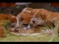 Antiguo Bulldog Inglés video