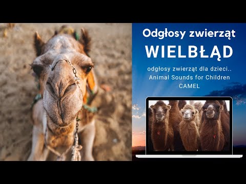 Wielbłąd Zwierzęta – odgłosy zwierząt dla dzieci.. Animal Sounds for Children CAMEL – z kamerą wśród czasu na bezdrożach cyfrowego świata Wielbłąd Zwierzęta – odgłosy zwierząt dla dzieci.. Animal Sounds for Children CAMEL – z kamerą wśród czasu na bezdrożach cyfrowego świata
