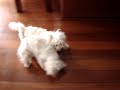 Westies playing a lot!!!