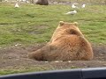 OLYMPIC GAME FARM in Sequim,WA