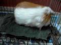 videos de Porquinho A Toa .