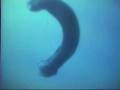 videos de Tauchen vor 40 Jahren rund um Insel Gorgona