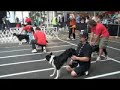The CIA flyball team at the 2008 U-Fli National Championship in Memphis, Tn