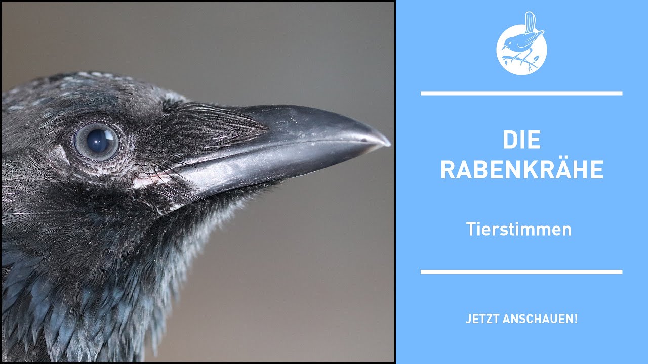 Vogelstimmen: Die Rabenkrähe - Carrion Crow - Corvus corone (4k)