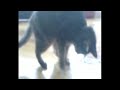 Cat eating a marshmallow Cat eating a marshmallow