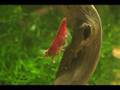 Pregnant Red Cherry Shrimp