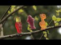 Click here to watch this video HARIBO PHANTASIA ANIMATION AWARD: 