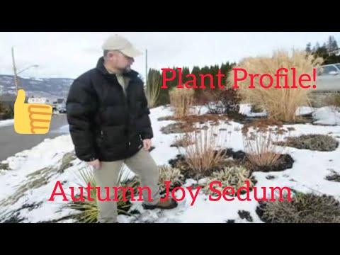 how to transplant sedum autumn joy