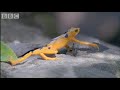 Attenborough: Golden Frog: Fighting & Mating - Life in Cold Blood - BBC Wildlife