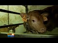 bernadette chirac interrompt ses vacances pour voler au secours des agriculteurs de corr�ze. l'ancienne conseill�re g�n�rale du canton a profit� de ce d�placement pour confirmer sa pr�sence � la cantonale partielle en septembre.