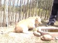 Seaview Lion Park, Tammy being agressive over milkbottle Seaview Lion Park, Tammy being agressive over milkbottle