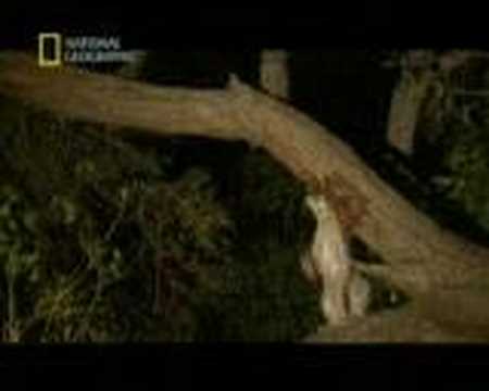 leopar