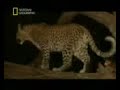 leopar ve babun leopar ve babun
