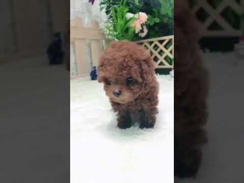 Rymonee Micro Red Poodle