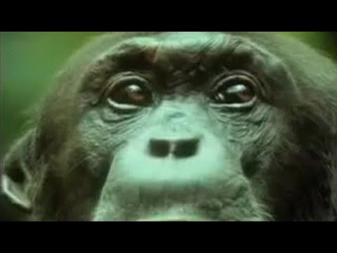 CHIMPANZEE
