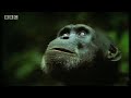 Chimpanzees team up to attack a monkey in the wild - BBC wildlife