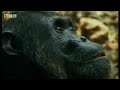 Chimpanzees team up to attack a monkey in the wild - BBC wildlife Chimpanzees team up to attack a monkey in the wild - BBC wildlife