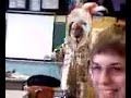 Mr DaVilla ! Mr DaVilla !