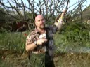 Neville on the Level and Plumeria flowers! Neville on the Level and Plumeria flowers!