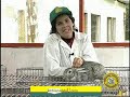 Conejos Razas Reproducción
