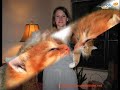 gatitos
