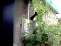 useless cat video