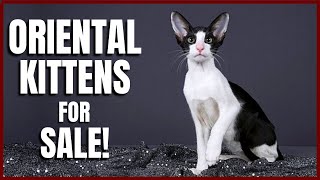 Oriental Kittens for Sale!