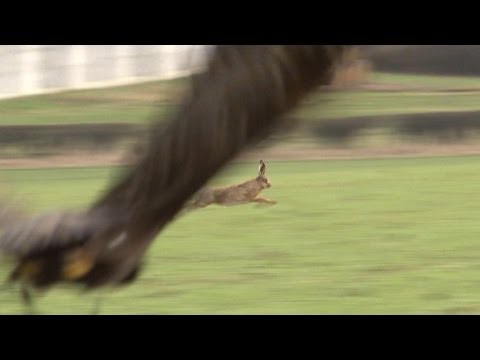eagle - We're hunting hares on farmland in Lincolnshire with Eagle falconer Roy Lupton and his friends. The first days provides some stunning footage of a hare which...