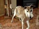 Hyper Dogs Hyper Dogs