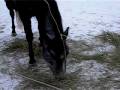 Flicka,Fenna en Misty winter 2008