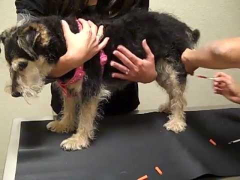 how to treat cushings in dogs