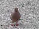 Birdy 2