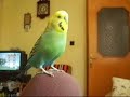 cicikuş talking bird endless partition