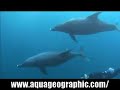 ?????? ??? Dolphins HD ?????? ??? Dolphins HD