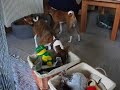 Camp Basenji - Med leget�j