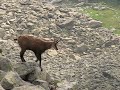 Carpathian chamois on track