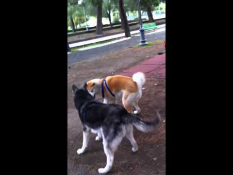 siberian husky