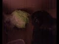 Blacky4 Blacky4