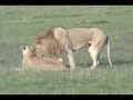 Loving Lion