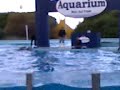 aquarium_5_ aquarium_5_