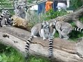 Kattas in Wien