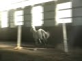 Pony going crazy.