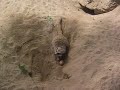 Suricata - Meerkat - Zoo Barcelona