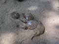 Suricata - Meerkat - Zoo Barcelona