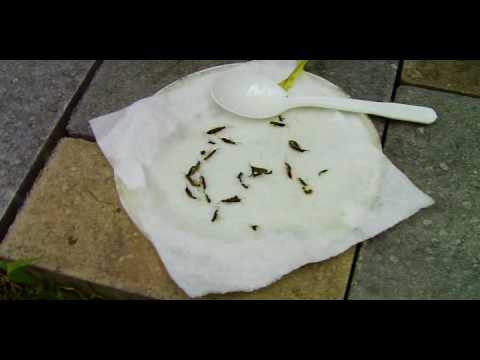 how to get rid of european earwigs