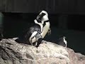 Water Animals Water Animals