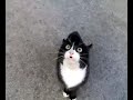 Кот ругается))) Злой)))